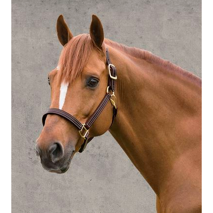 Walsh British Leather Halter with Snap